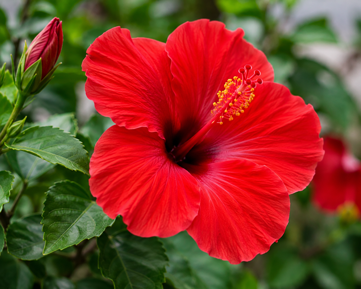 Hibiscus